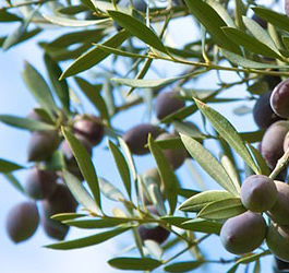 Olea Estates Olive Oil Olea Estates Olive Oil