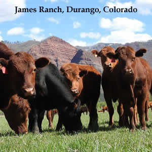 James Ranch, Grass-fed Beef, Durango, Colorado